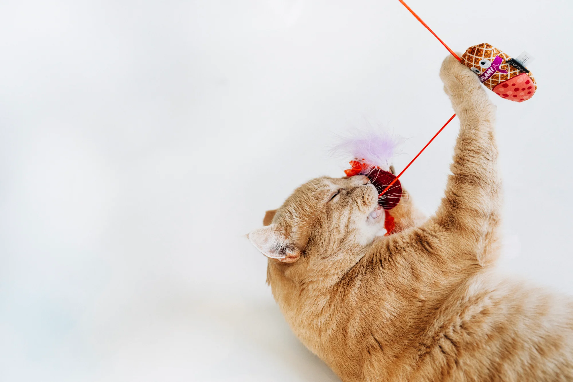 Ethical Comfort For Happy Pets