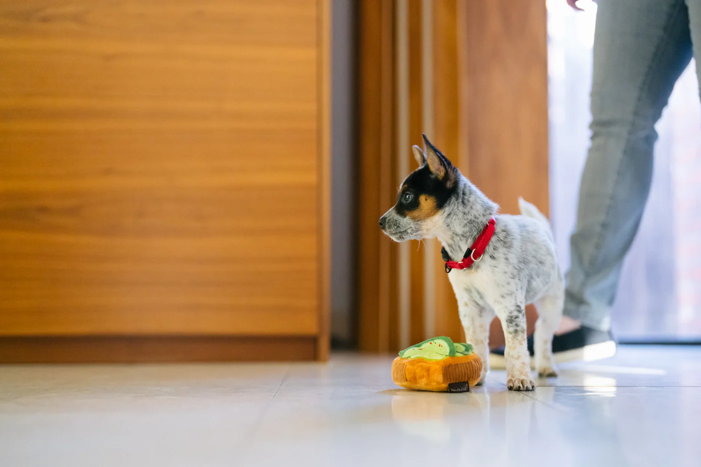 Barking Brunch Collection - Image 3