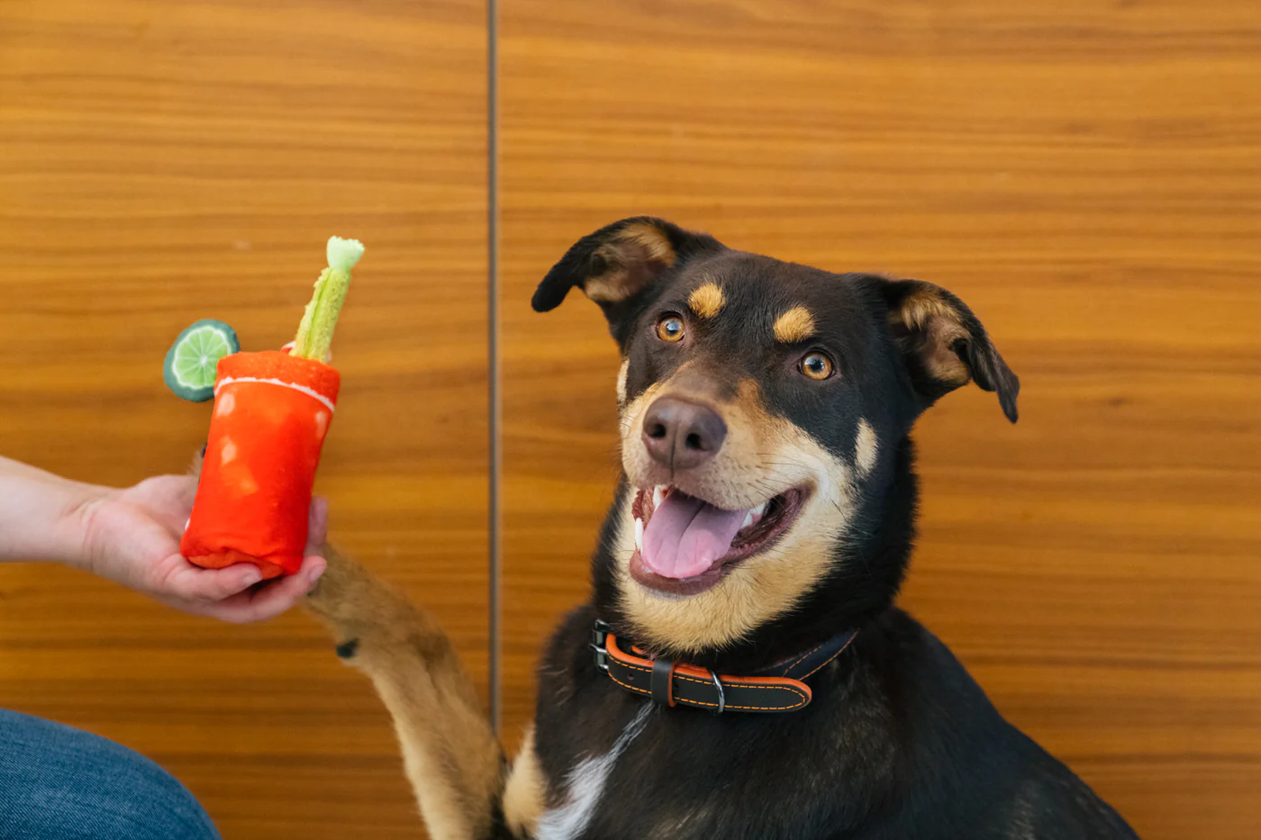 Barking Brunch Collection - Image 11