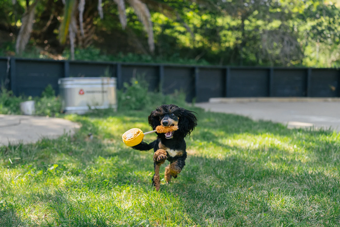 Barking Brunch Collection - Image 15