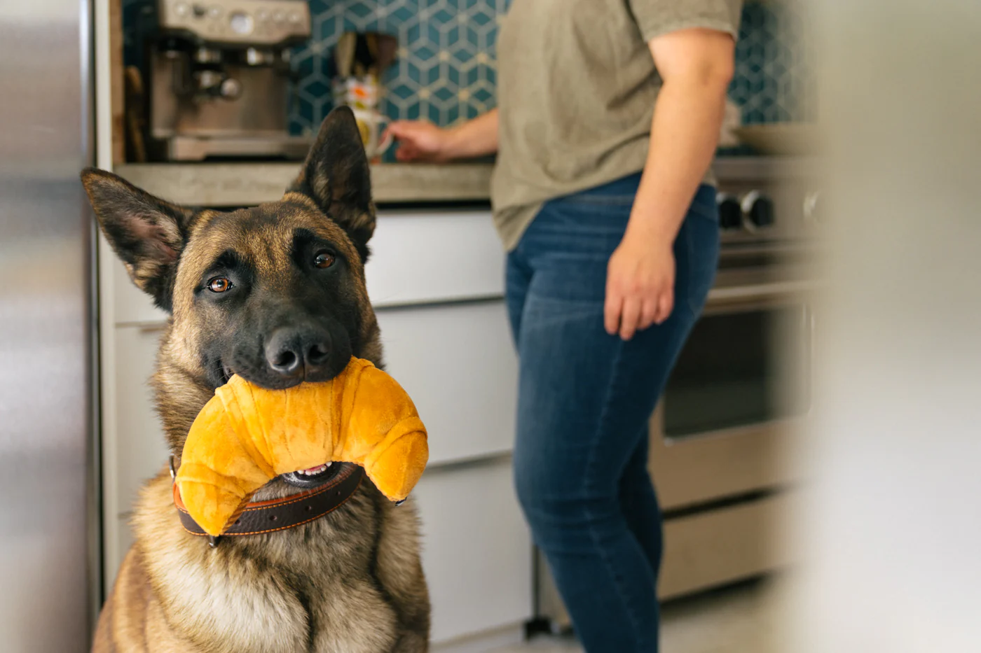 Barking Brunch Collection - Image 17