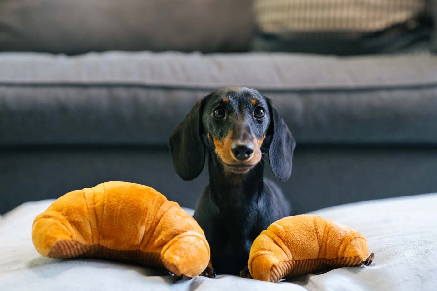 Barking Brunch Collection - Image 19