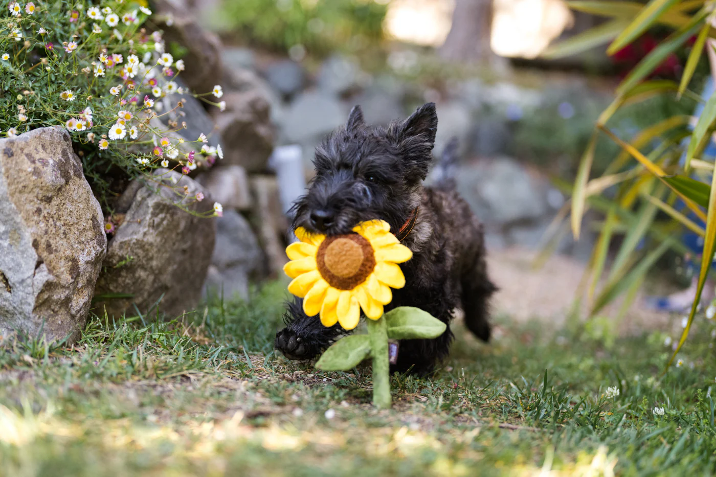 Blooming Buddies Sassy Sunflower - Image 2