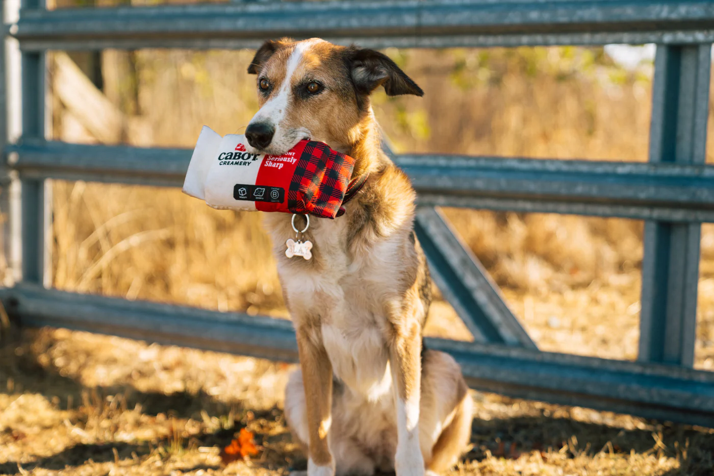 Cabot Creamery x Play Seriously Sharp Squeaker - Image 3