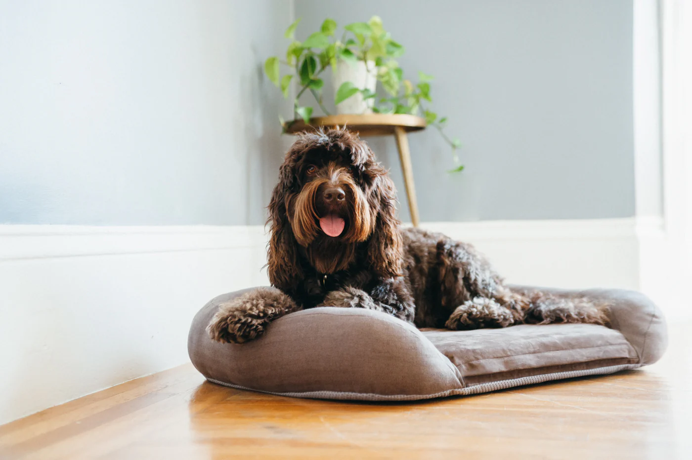 California Dreaming Memory Foam Bed - Image 8