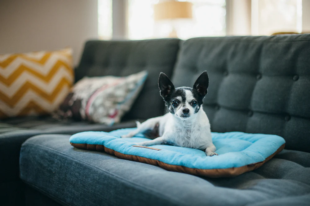 Original Chill Pad - Image 9