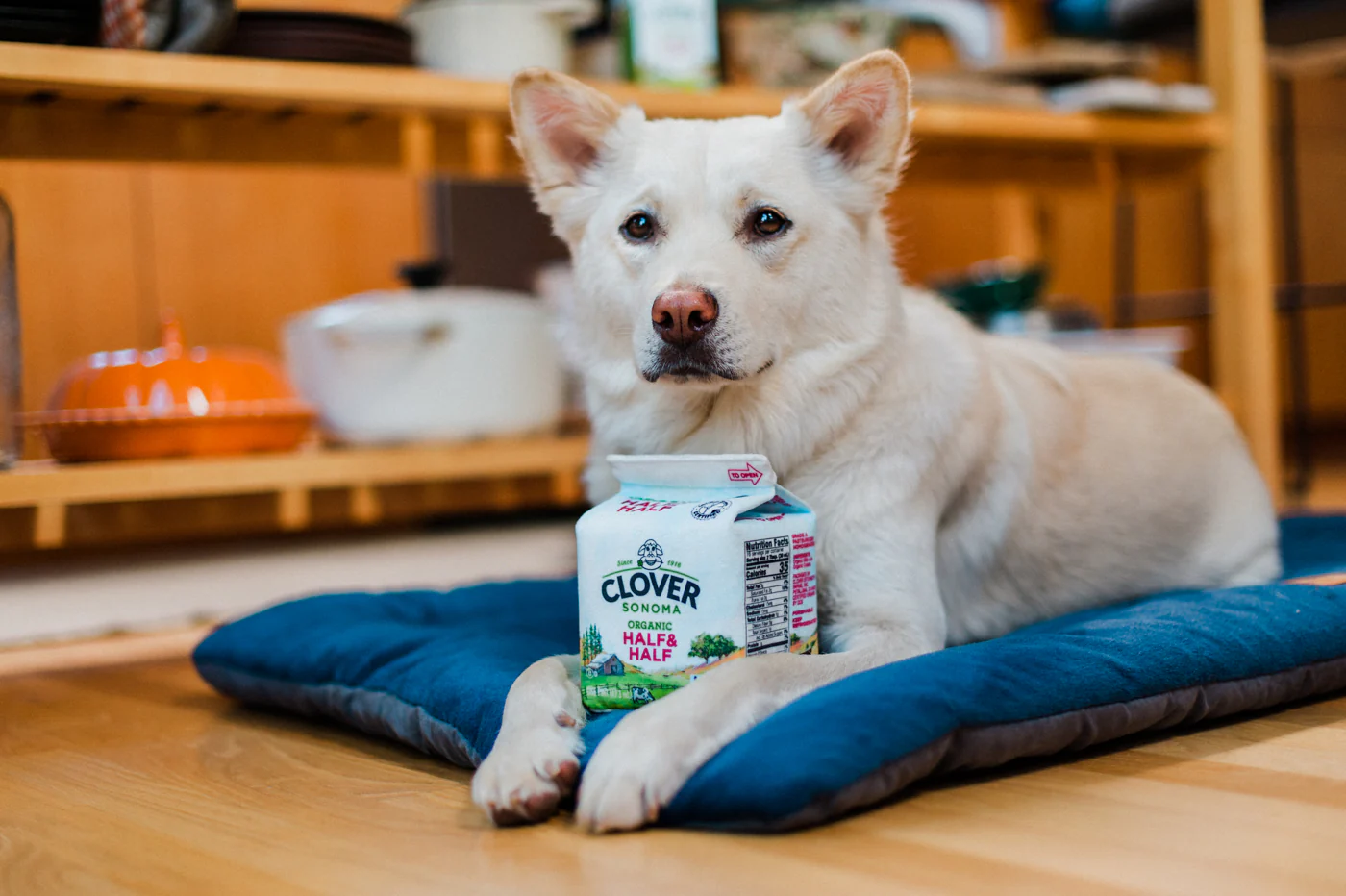 Clover Sonoma x P.L.A.Y. Canine Carton Toy - Image 4