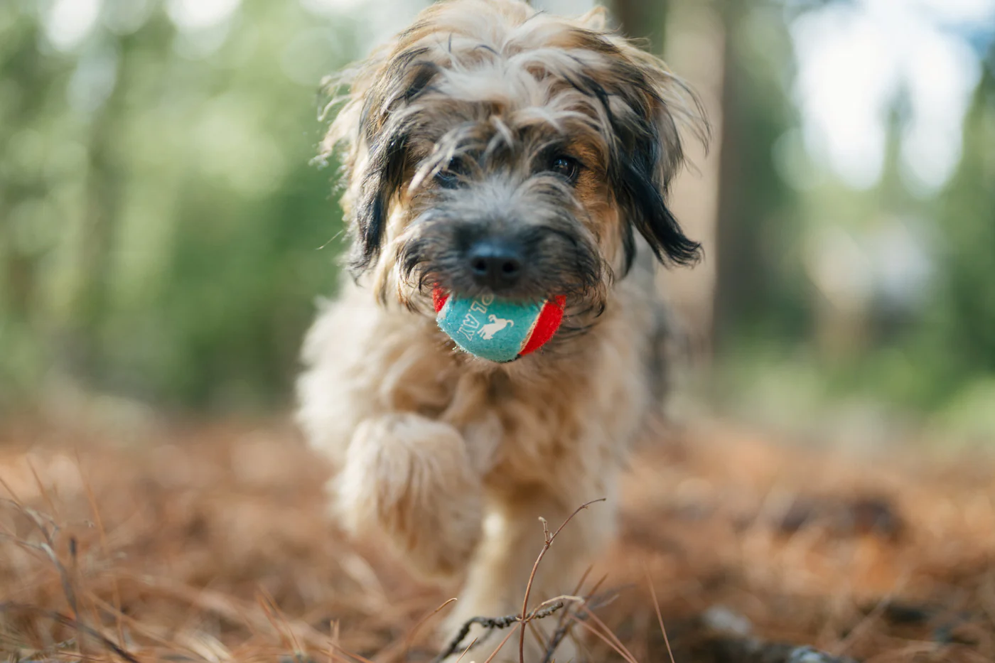 Dog Tennis Balls - Image 4