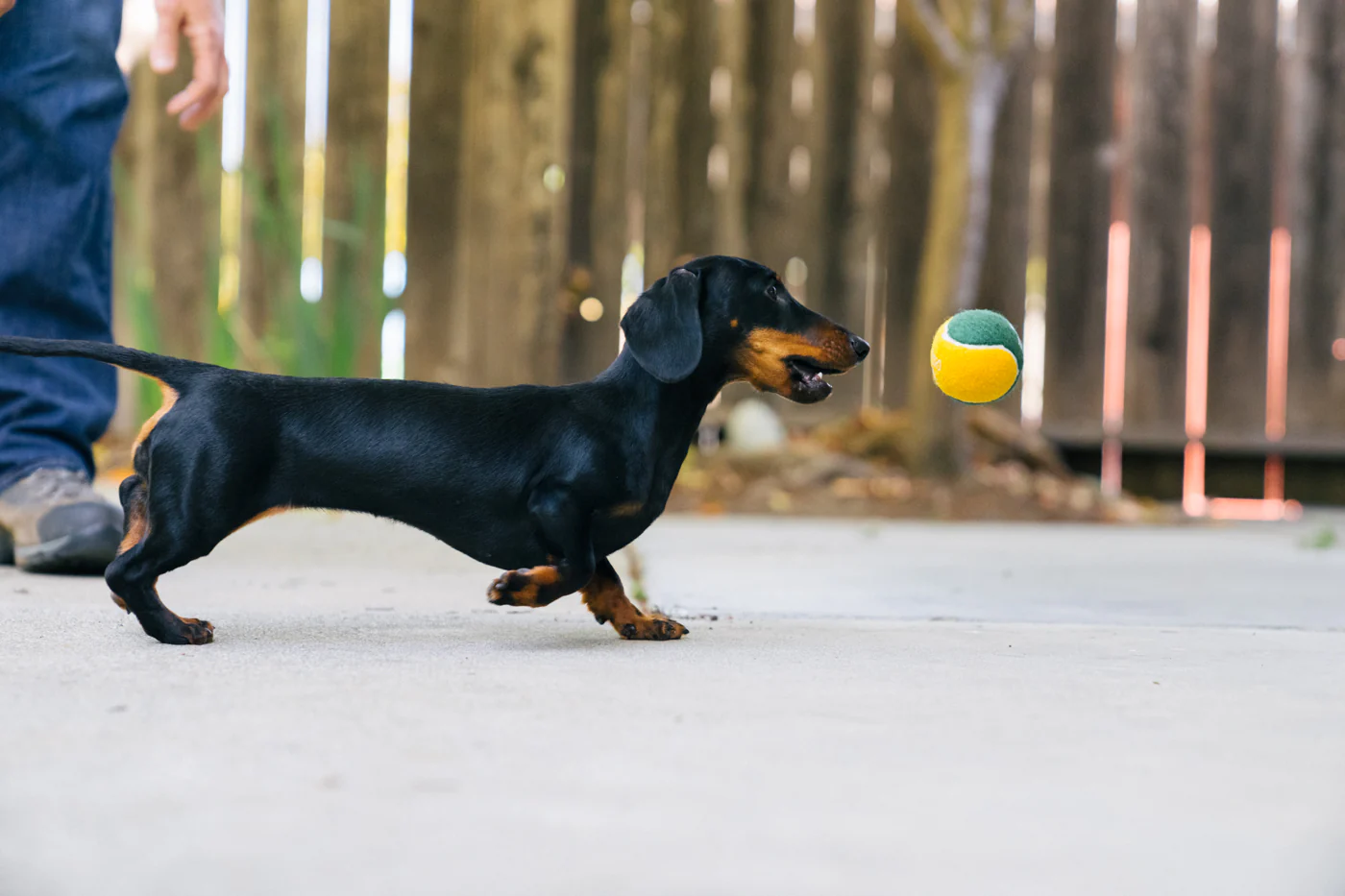 Dog Tennis Balls - Image 5