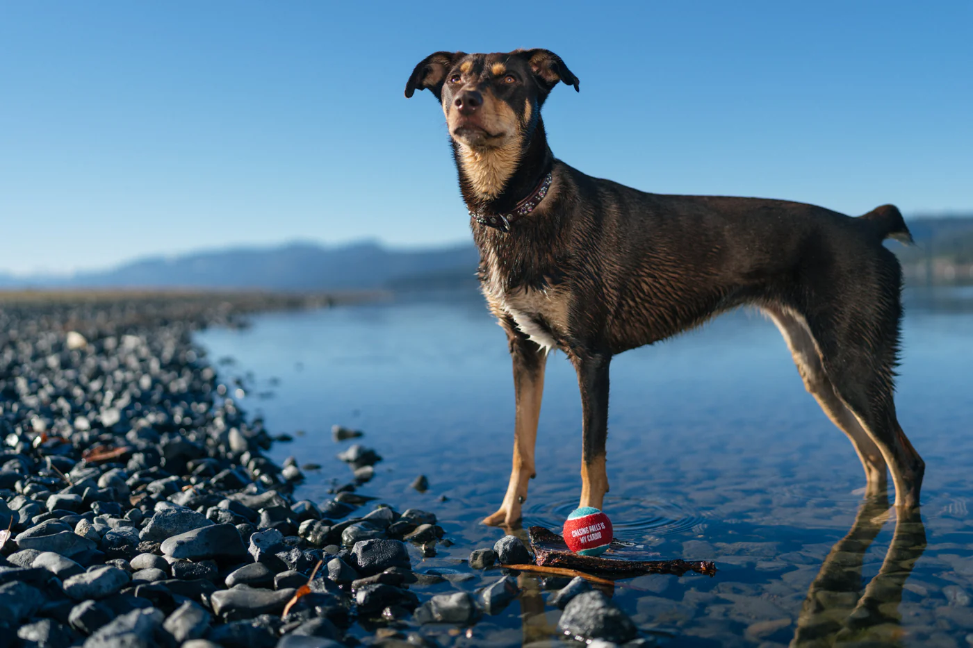 Dog Tennis Balls - Image 7