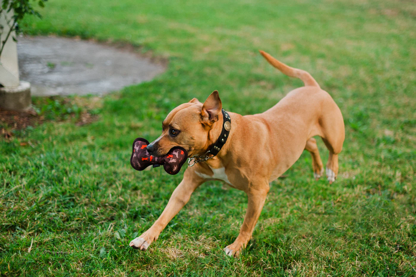 ECO PLAY Bone - Image 16