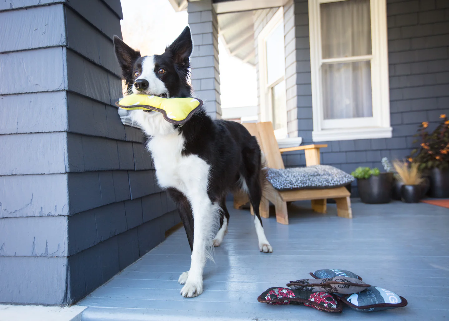 ECO PLAY Bone - Image 5