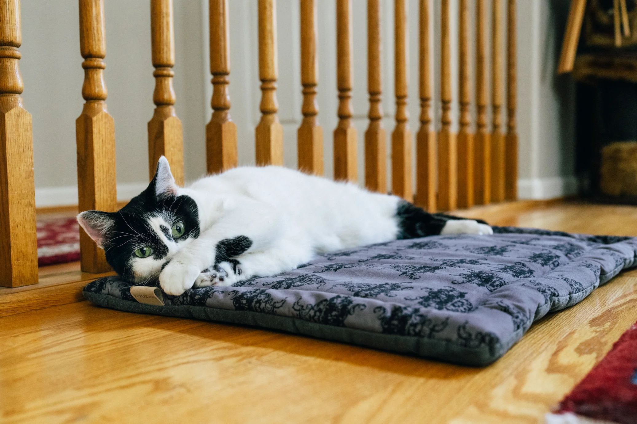 Feline Frenzy Cat Nap Pad - Image 4