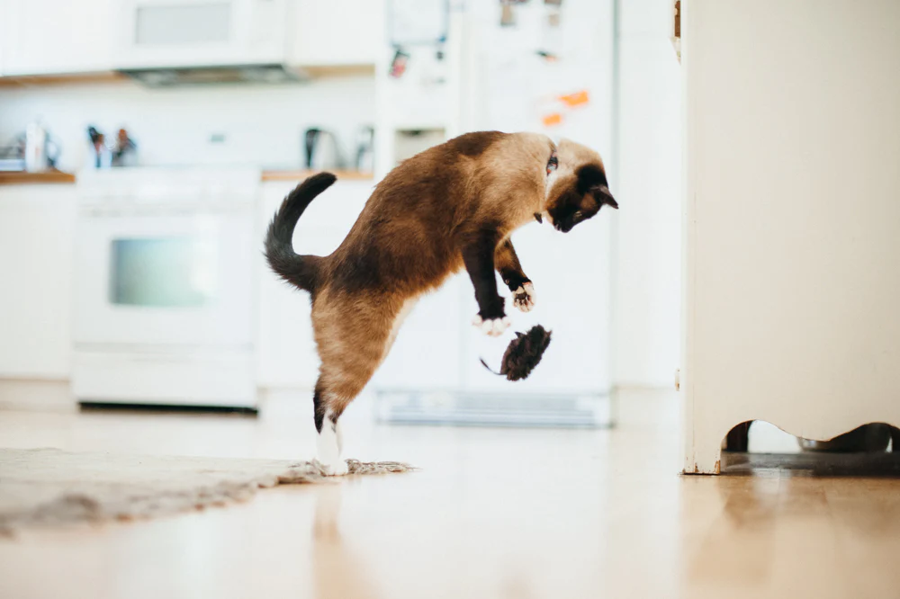 Feline Frenzy Catch a Meowse - Image 2