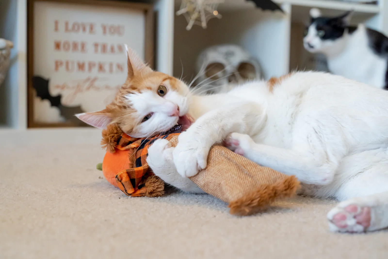 Feline Frenzy Scaredy Crow Kicker Toy - Image 3