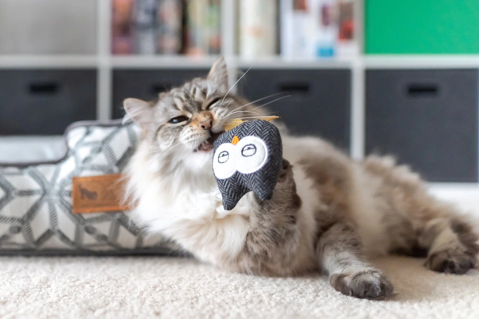 Feline Frenzy Hooti-ful Owls - Image 2