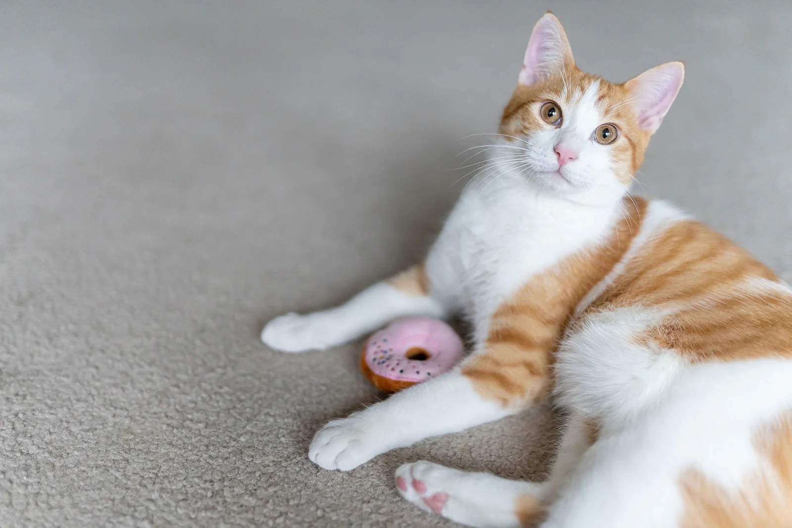 Feline Frenzy Kitty Kreme Donuts - Image 2