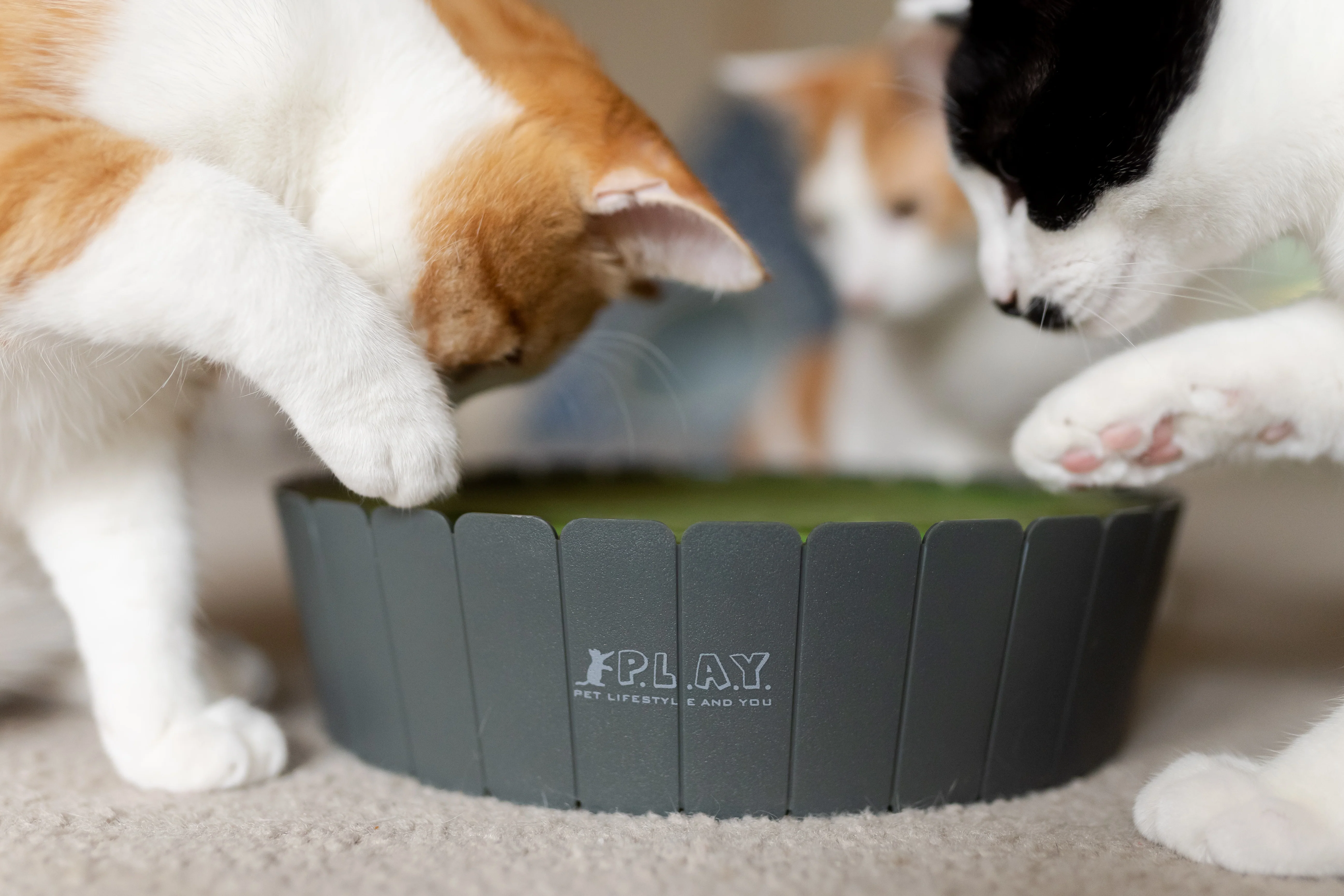 Feline Frenzy Peek-a-boo Mouse Interactive Cat Toy - Image 4