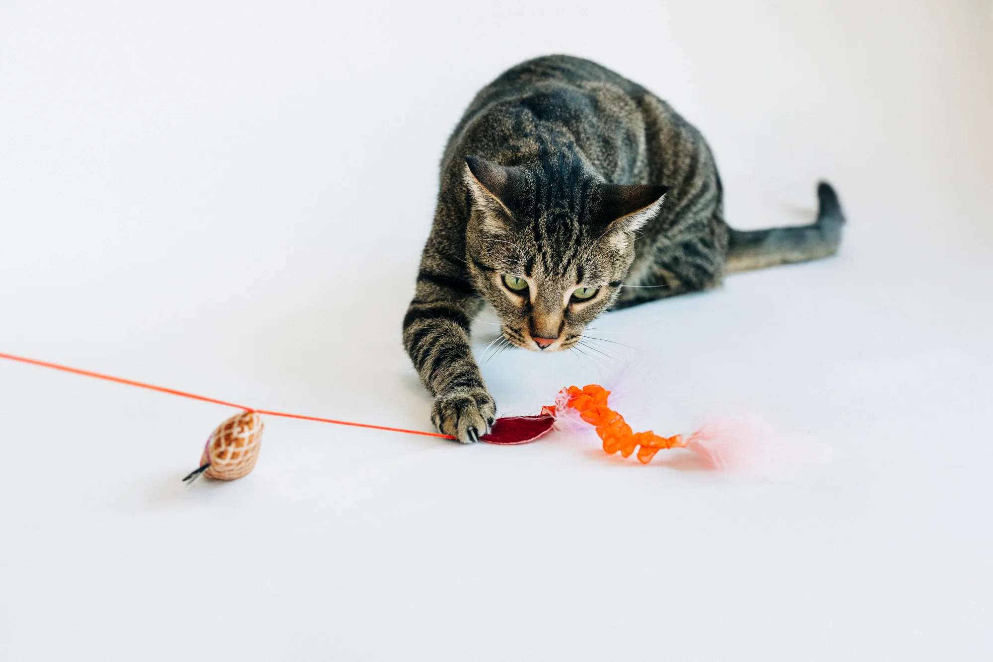 Feline Frenzy Swatlami Wand - Image 2