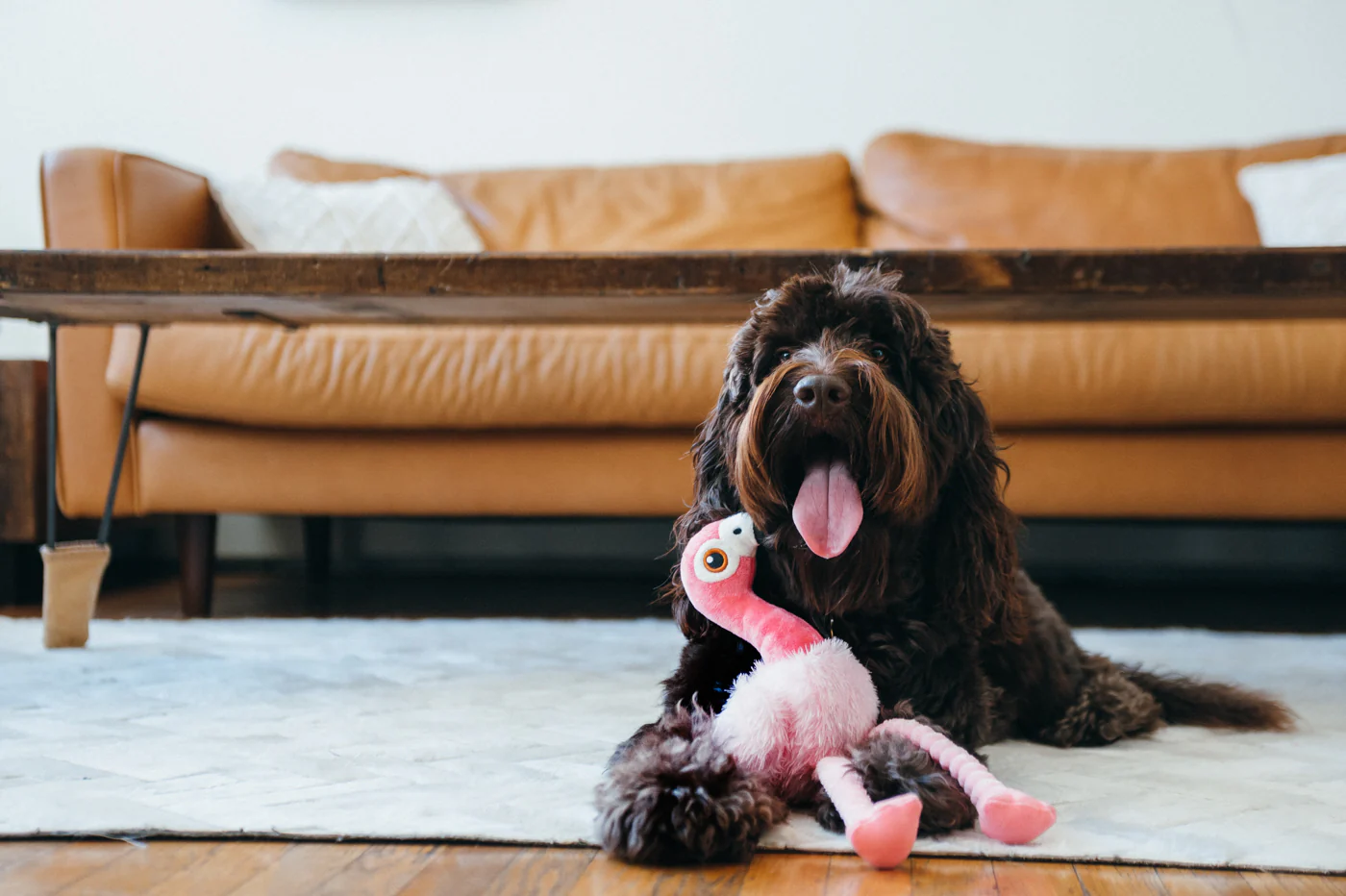 Fetching Flock Collection - Image 9
