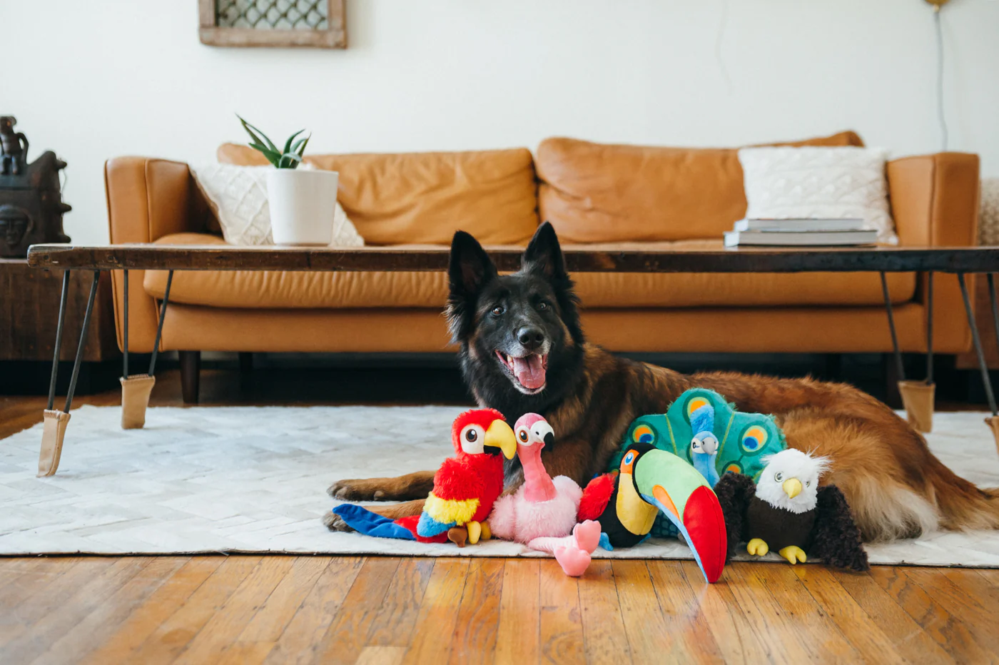 Fetching Flock Collection - Image 2