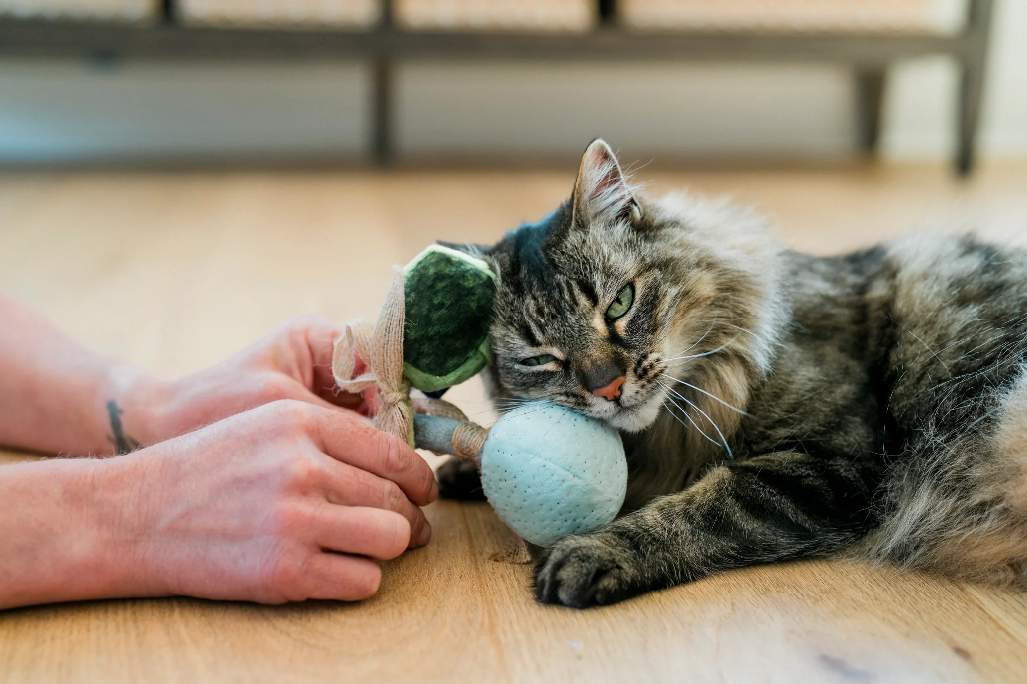 Fog City Pet x Feline Frenzy Matcha Meows - Image 3