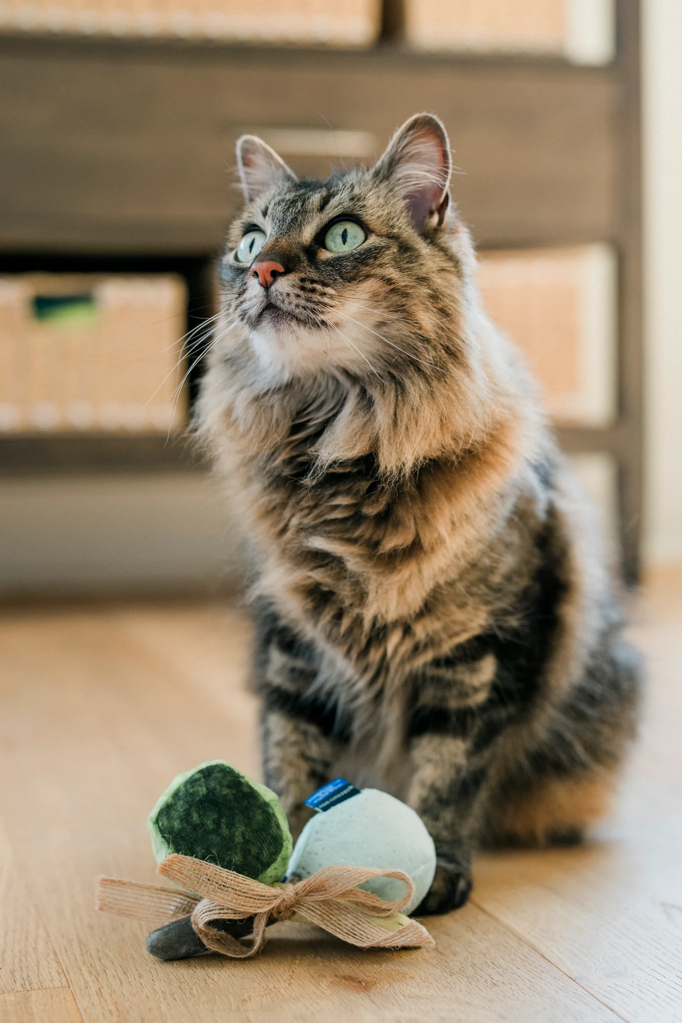 Fog City Pet x Feline Frenzy Matcha Meows - Image 4