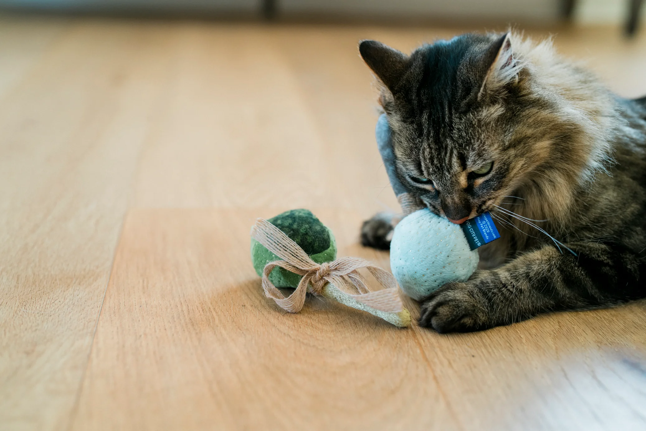 Fog City Pet x Feline Frenzy Matcha Meows - Image 5