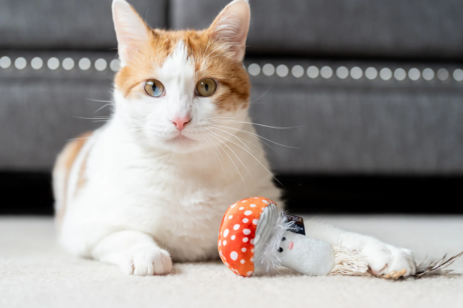 Fog City Pet x Feline Frenzy Mystic Mushrooms - Image 4