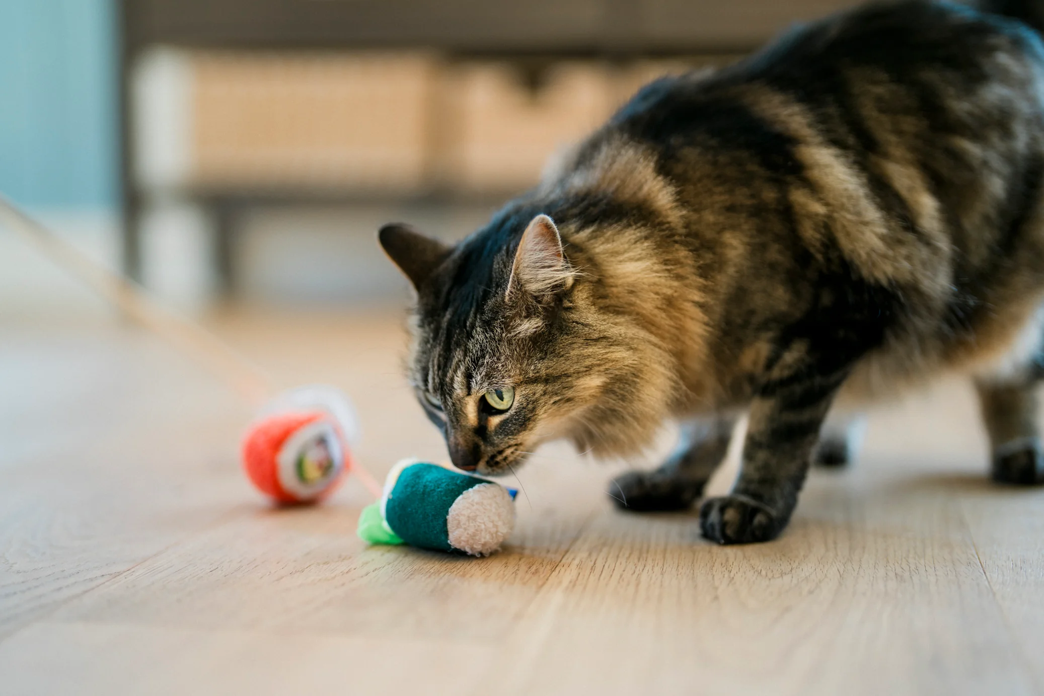 Fog City Pet x Feline Frenzy Roll With It Wand - Image 4