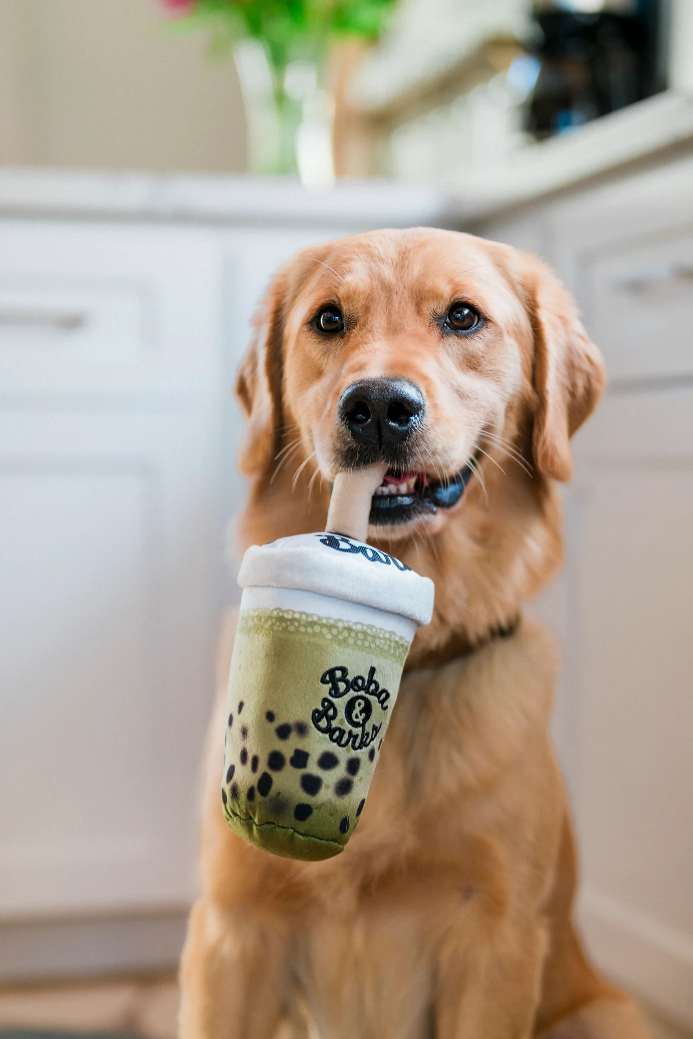 Fog City Pet x Play Matcha Boba - Image 2