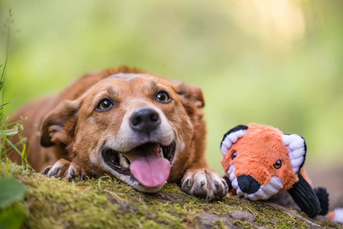 Forest Friends Collection - Image 6