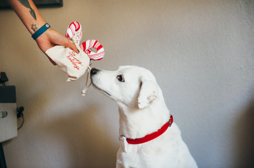 Holiday Classic Cheerful Candy Canes - Image 4