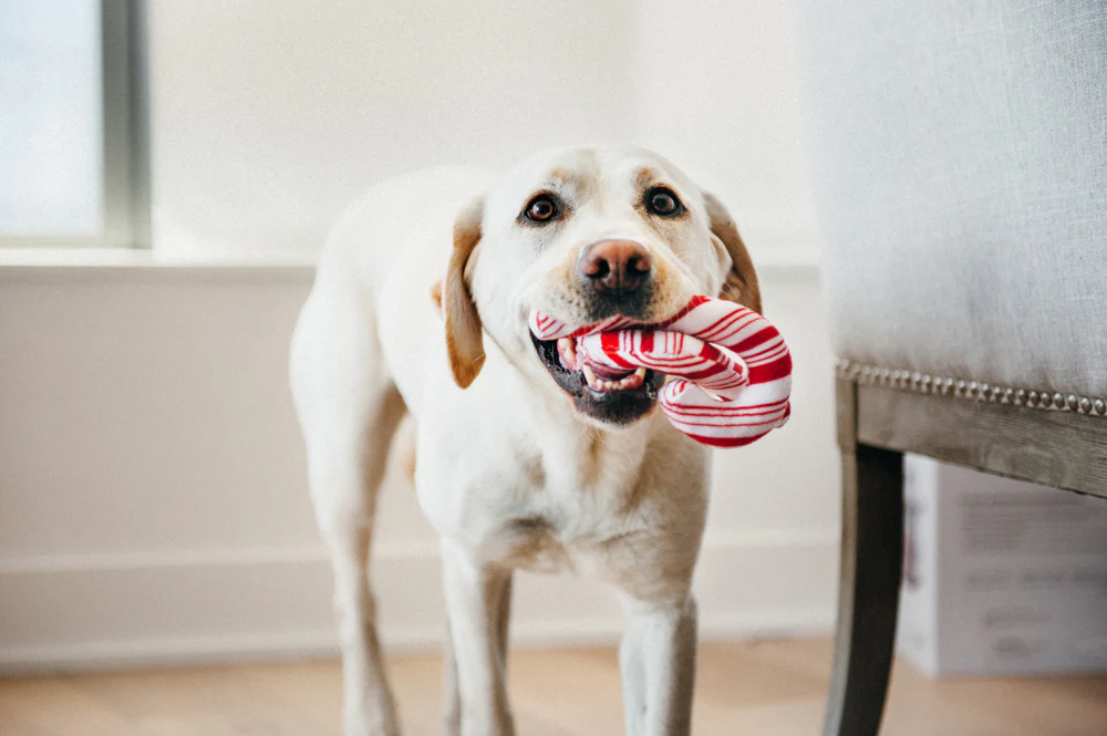 Holiday Classic Cheerful Candy Canes - Image 5