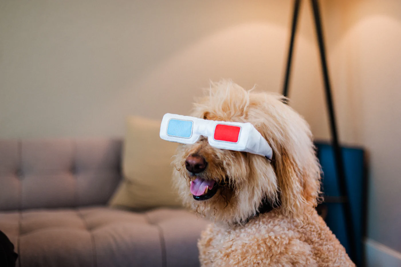 Hollywoof Cinema 3-Dog Glasses - Image 4
