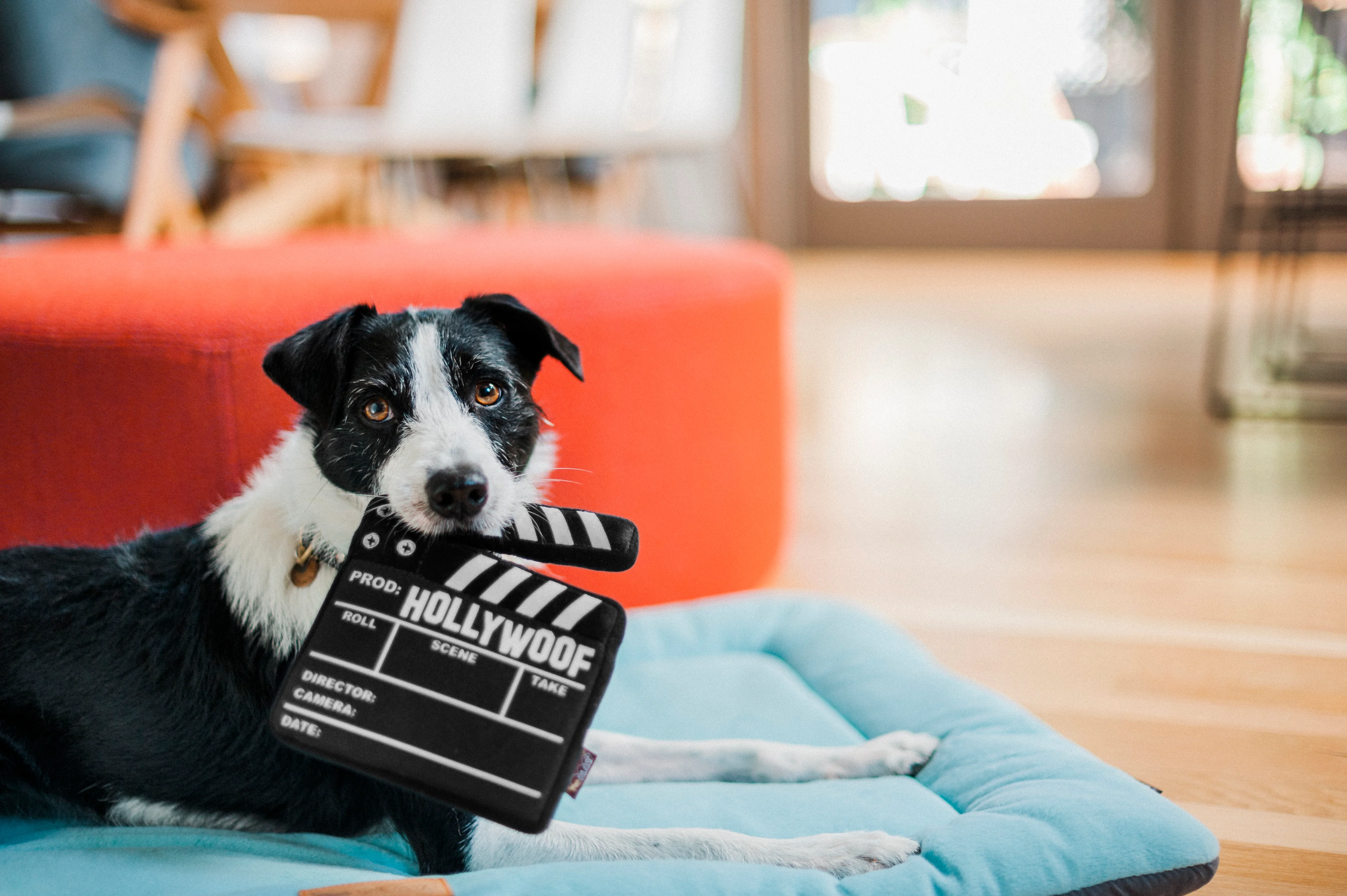 Hollywoof Cinema Collection - Image 18