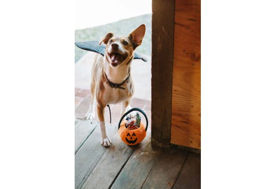 Howl-o-ween Treat Basket - Image 5