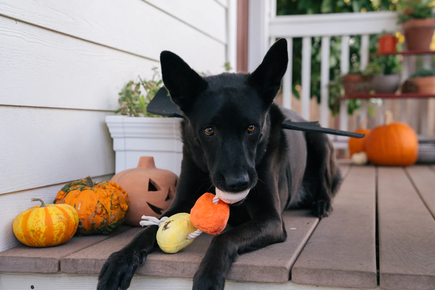 Howling Haunts Canine Corn - Image 7
