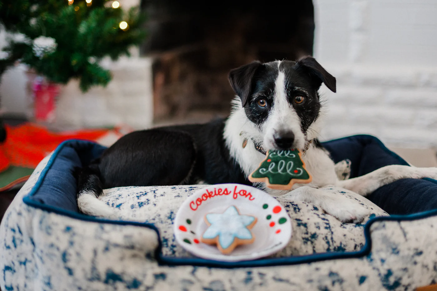 Merry Woofmas Christmas Eve Cookies - Image 2