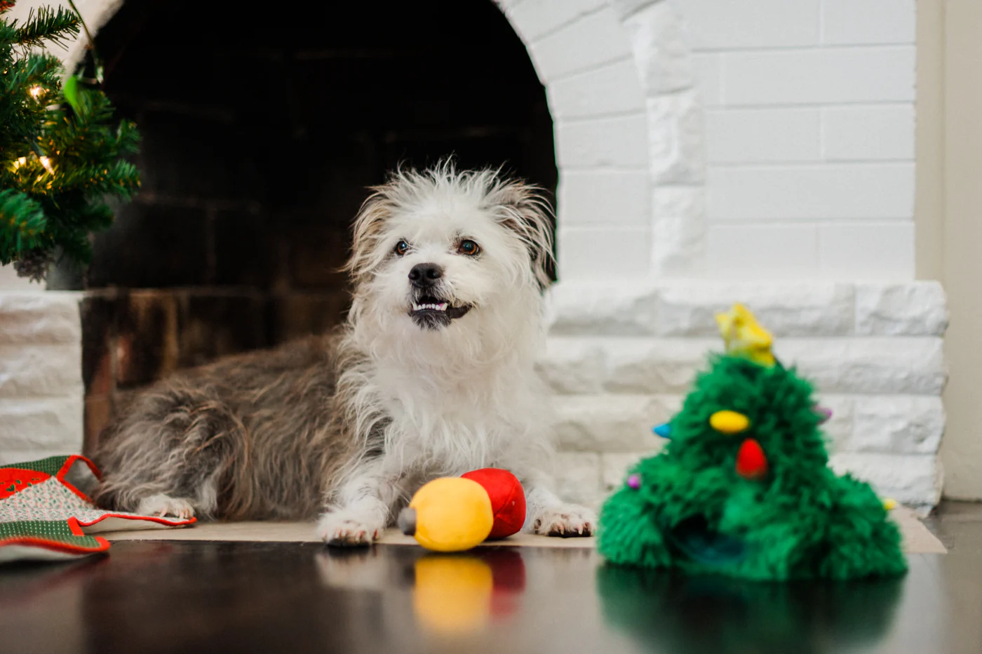 Merry Woofmas Doglas Fur - Image 4