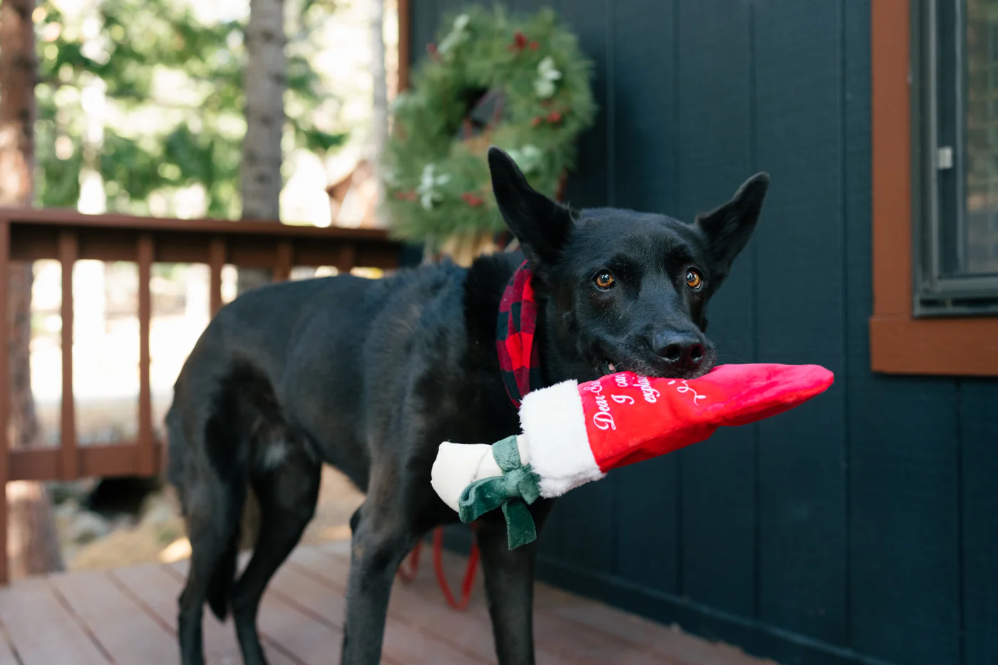 Merry Woofmas Collection - Image 12