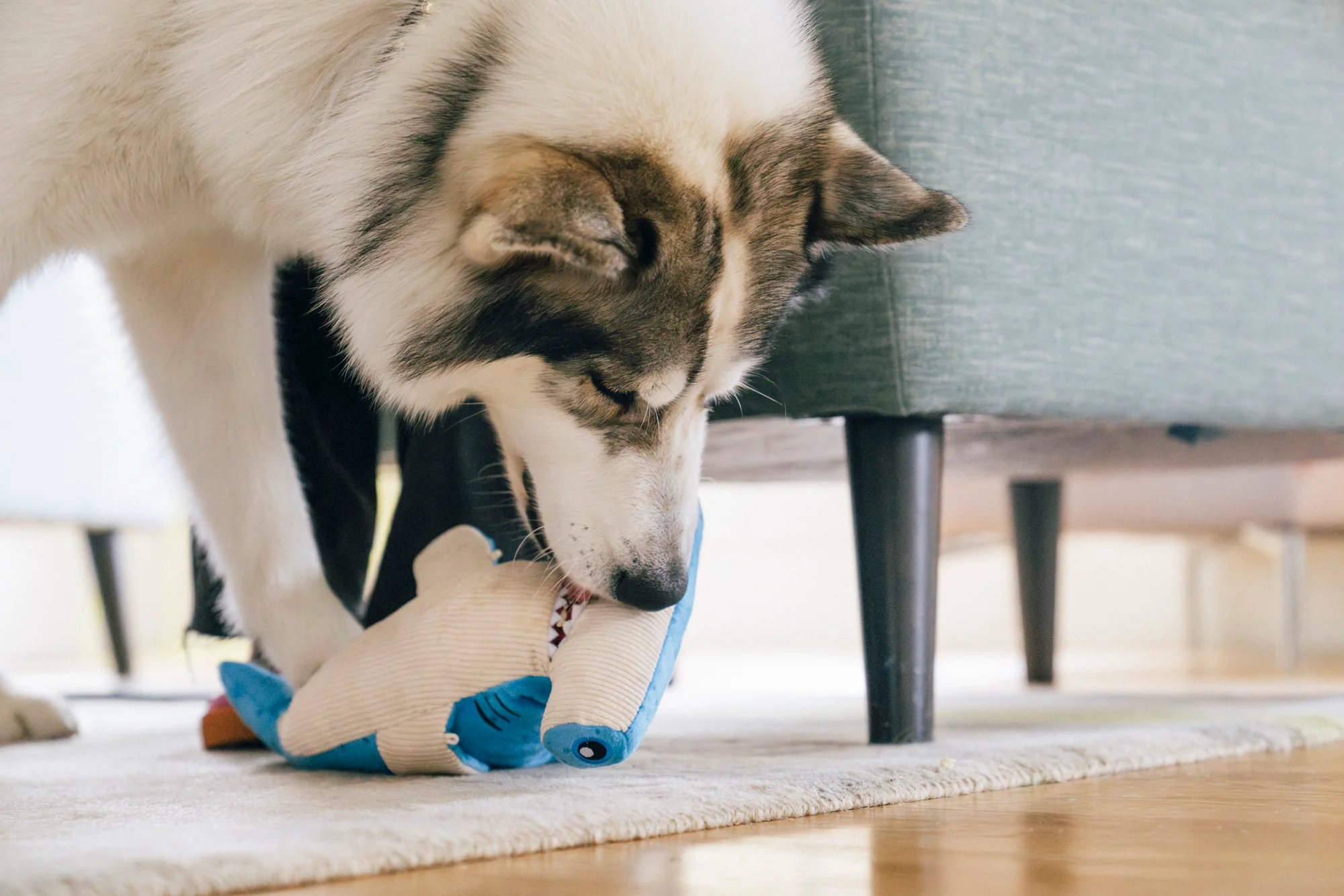 Ocean Buddies Bonk the Hammerhead - Image 5