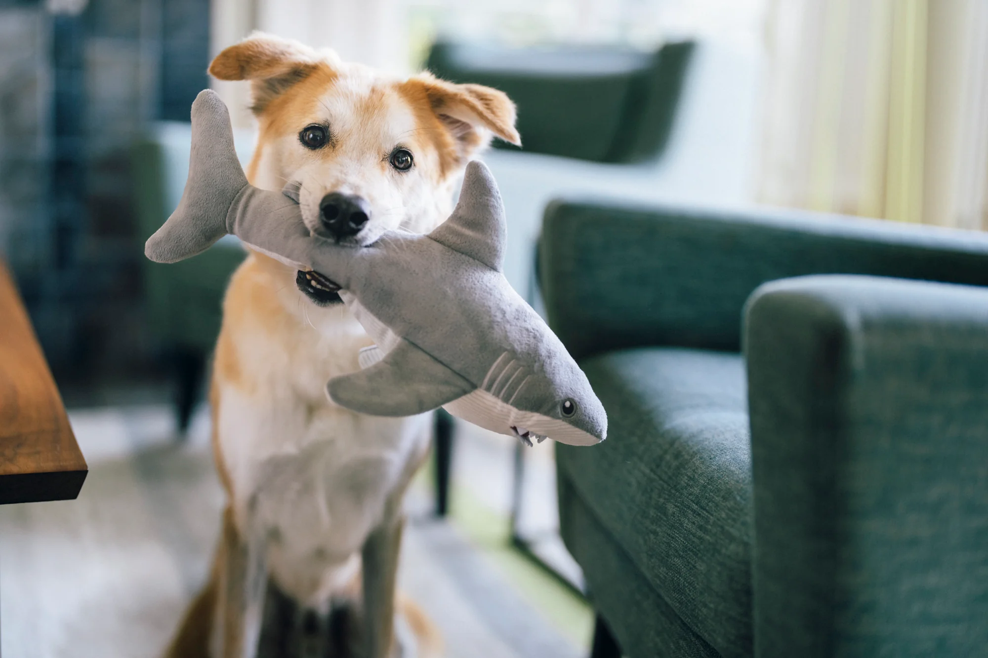 Ocean Buddies Great White Gabe - Image 2