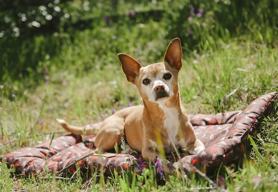 Outdoor Chill Pad - Image 8