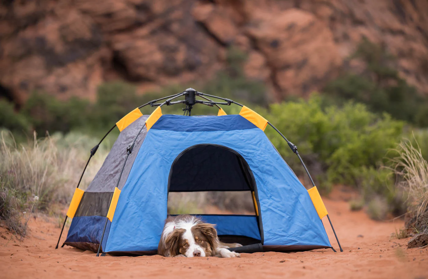 Outdoor Dog Tent - Image 15