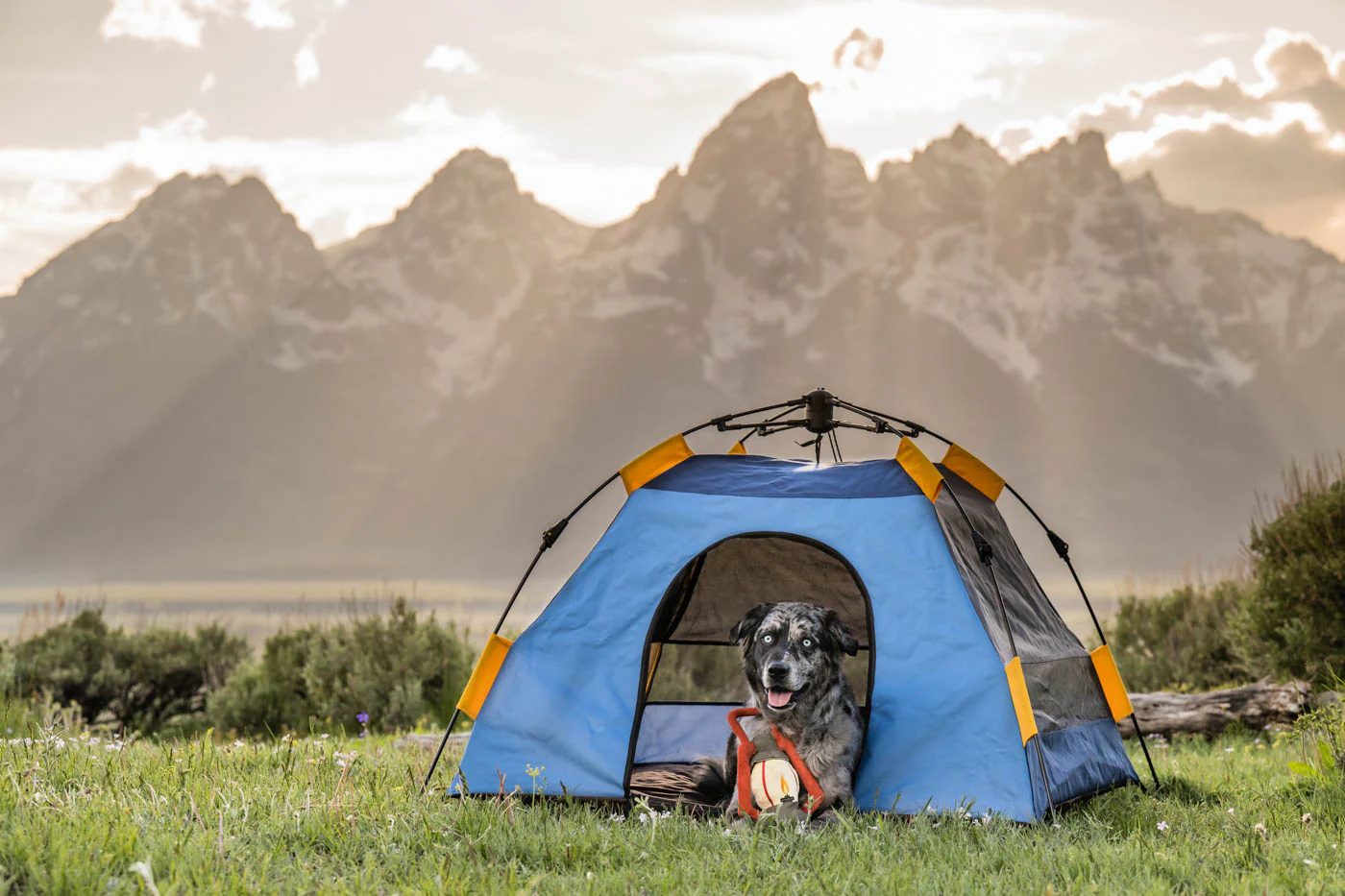 Outdoor Dog Tent - Image 16