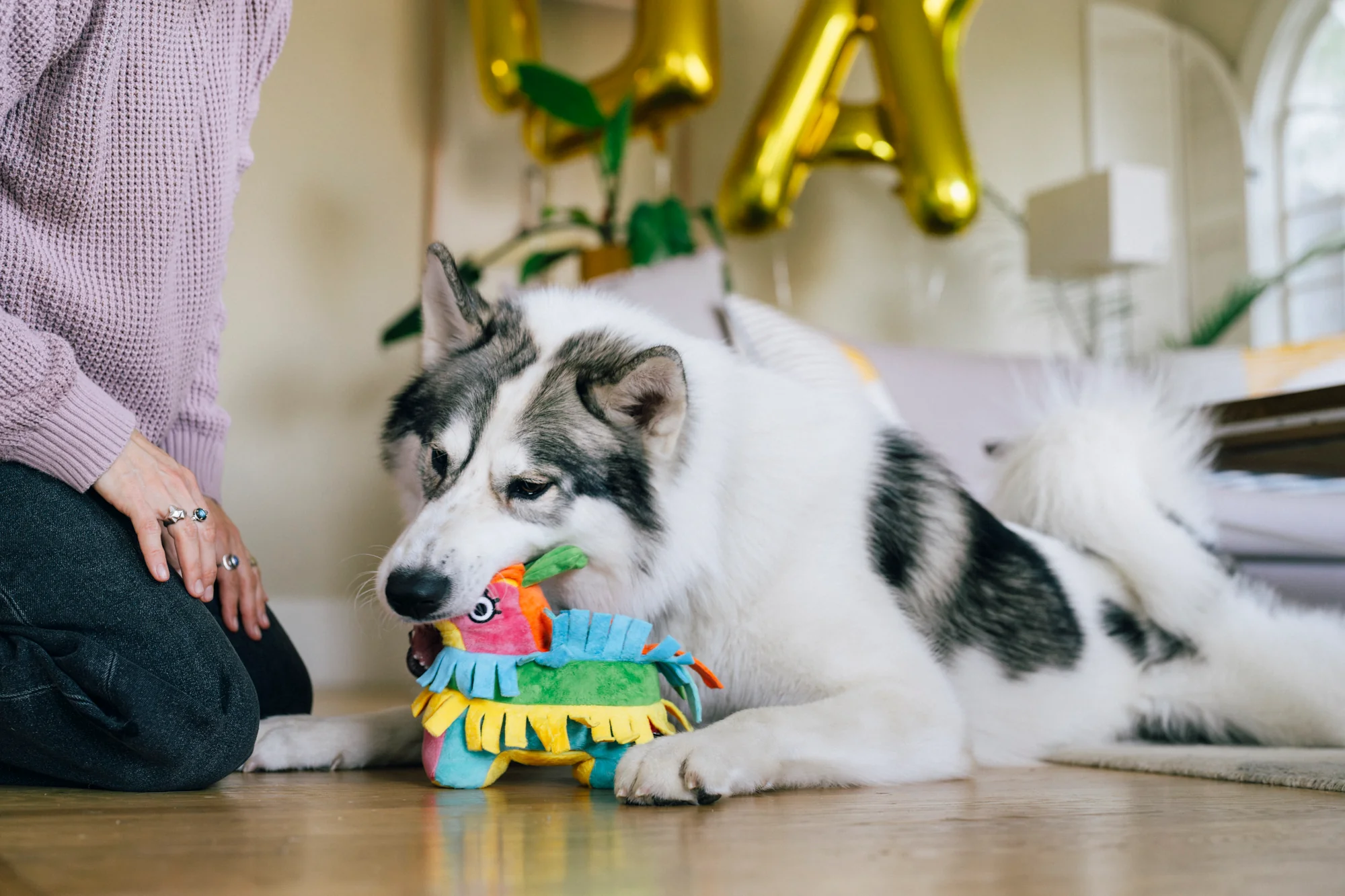 Party Animal Collection - Image 4