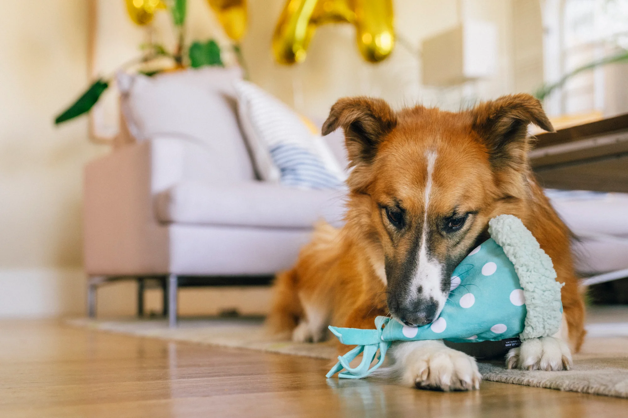 Party Animal Yappy Party Hat - Image 5