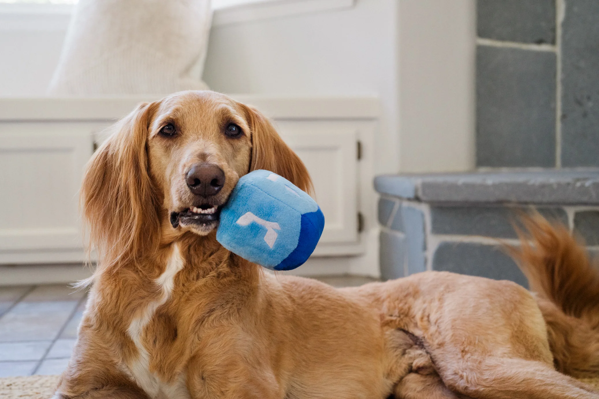 Paw-nukkah Doggy Dreidel - Image 2