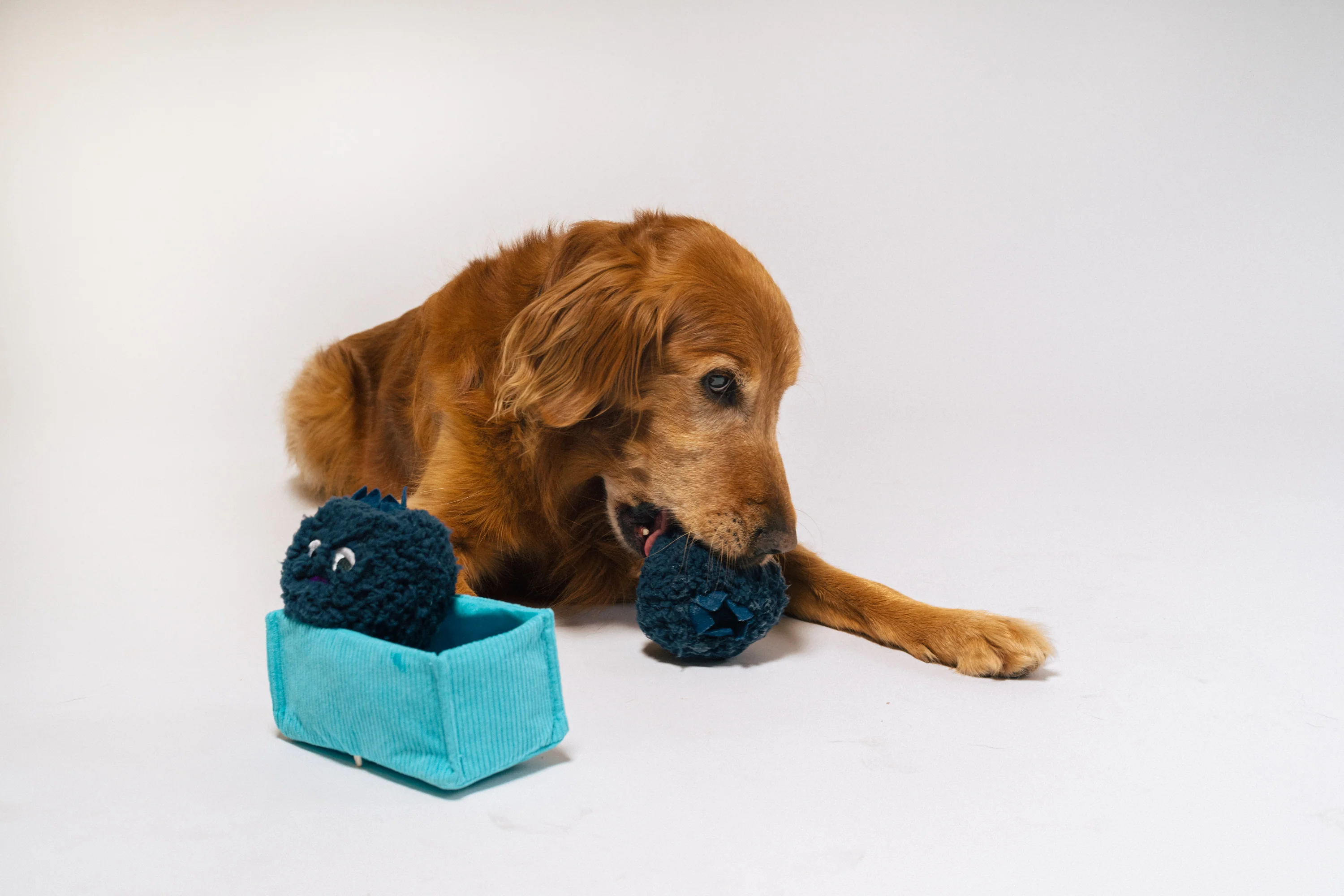 Picked Fresh Blue Beg-rries - Image 4